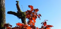000 farben des herbstes - die roten eichen am radweg bei mitterfels